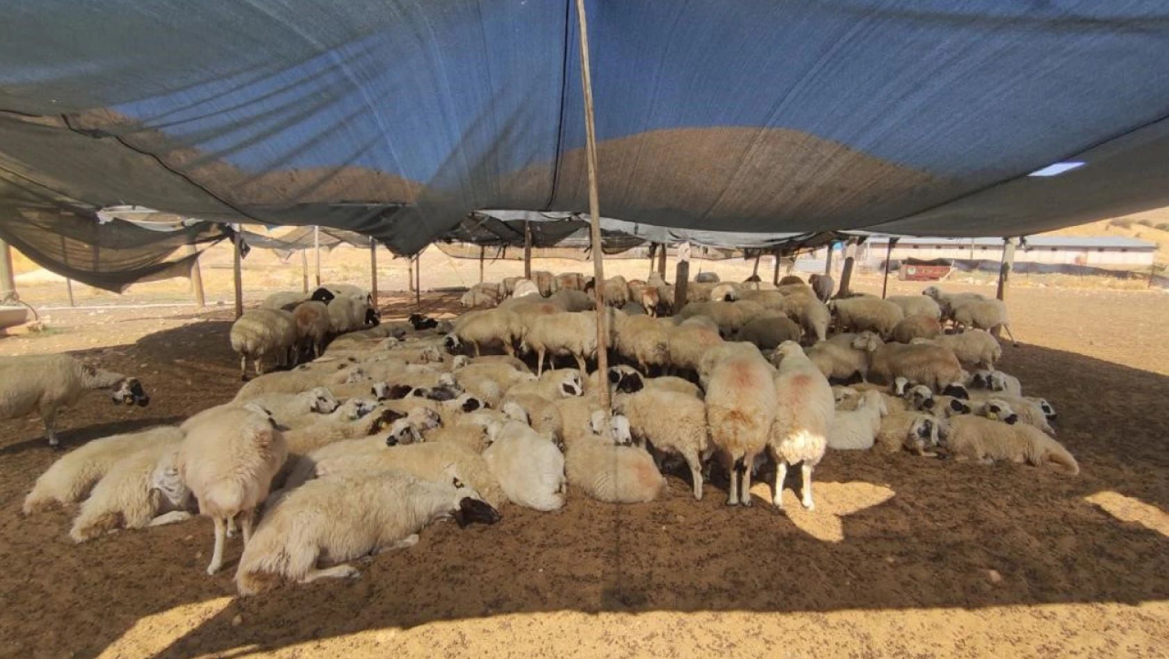Elazığ'da çiftçiler 40 bin lira maaşa çoban bulamıyor