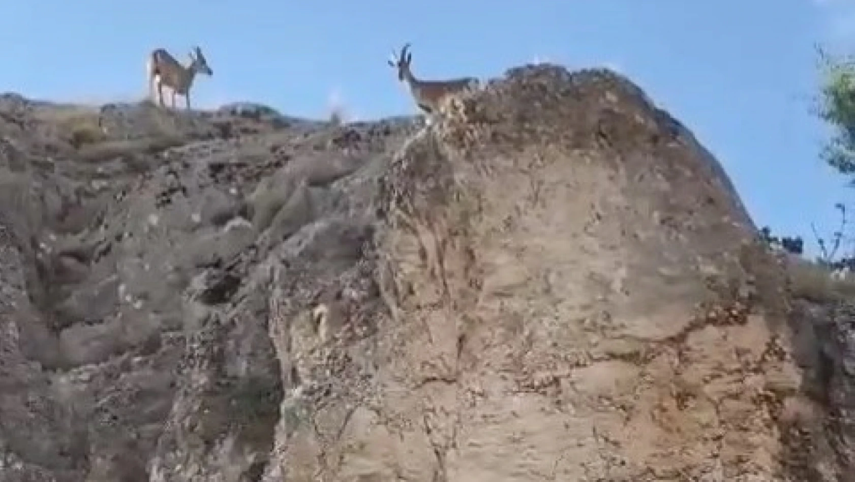 Koruma altındaki dağ keçileri Harput'ta görüntülendi