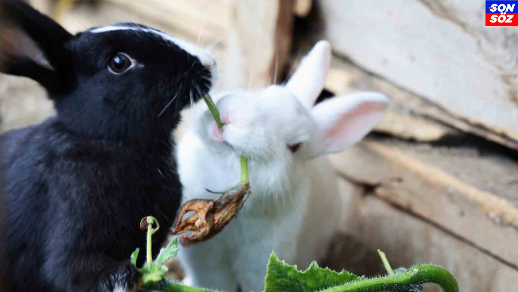 Sevimlilikleriyle göz kamaştıran tavşanların ot ziyafeti