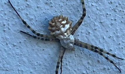 Elazığ'da nadir tür örümcek türü görüldü