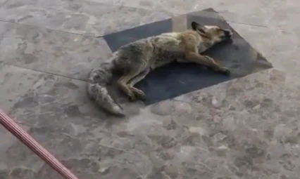 Girdiği dükkandan çıkmak istemeyen tilki, ölü taklidi yaptı
