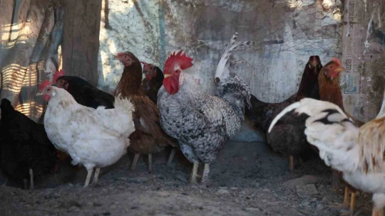 'Anne' diye bağıran horoz 'canını' kurtardı