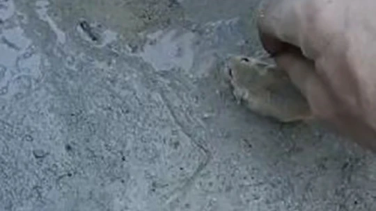 'Düşmanı' yakalamak için tuzak kurup bekledi, yakalayınca elleri ile besledi