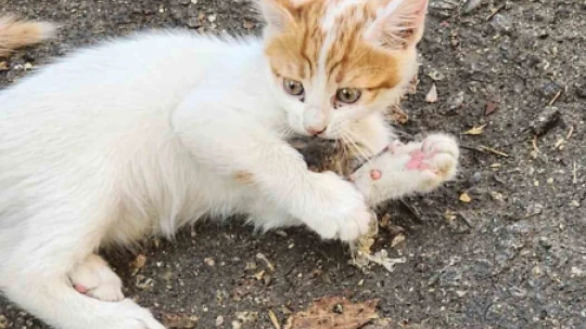 'Kedinin fareyle oynadığı gibi oynamak' deyimi Elazığ'da hayat buldu