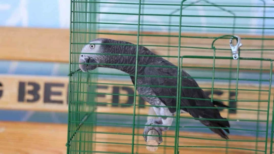 'Kübra' diye seslenen papağan, Tuba'sına kavuştu