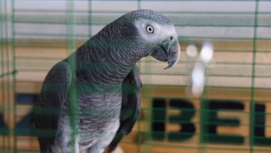 'Kübra' diye seslenen papağan, Tuba'sına kavuştu