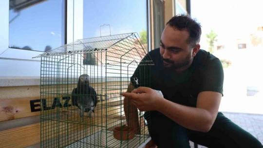 'Kübra' diye seslenen papağan, Tuba'sına kavuştu