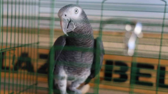 'Kübra' diye seslenen papağan, Tuba'sına kavuştu