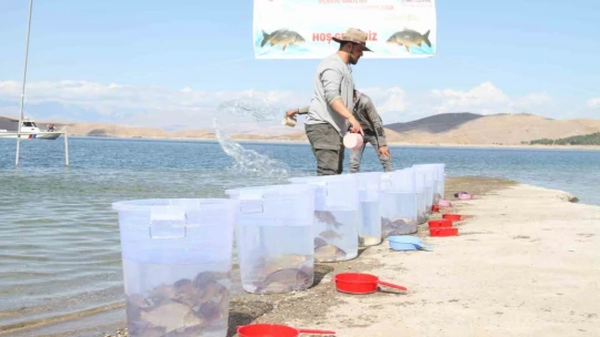 13 ilde 25 milyon yavru sazan suya bırakıldı