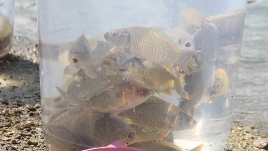 13 ilde 25 milyon yavru sazan suya bırakıldı