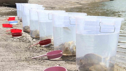 13 ilde 25 milyon yavru sazan suya bırakıldı