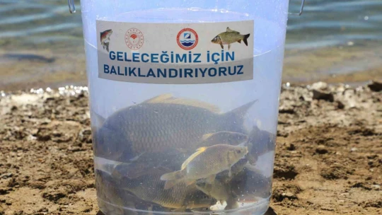 15 ilde 25 milyon yavru sazan suya bırakıldı