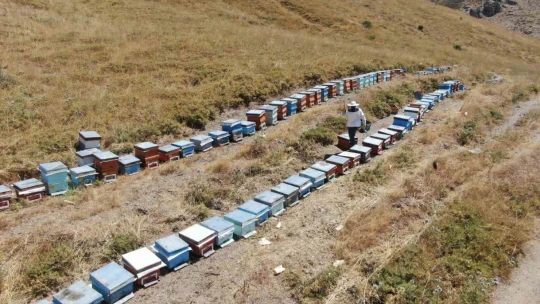 2000 rakımda tescilli geven balının hasadı başladı