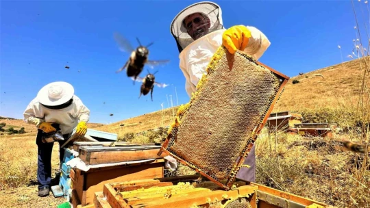 2000 rakımda tescilli geven balının hasadı başladı