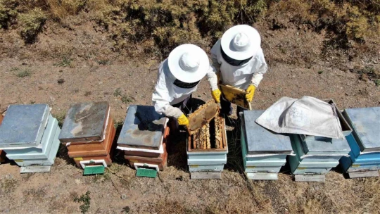 2000 rakımda tescilli geven balının hasadı başladı