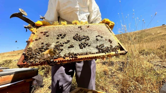 2000 rakımda tescilli geven balının hasadı başladı