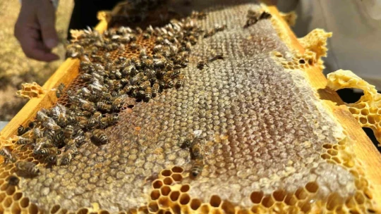 2000 rakımda tescilli geven balının hasadı başladı