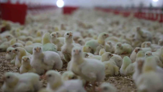 25 yıl basın sektörüne hizmet etti, devletten aldığı destek ile çiftlik kurdu