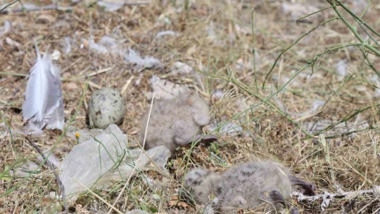 8 yaşındaki kızın, susuz kalan martı yavrusunu kurtarma mücadelesi yüreklere dokundu