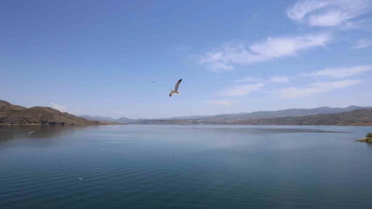 8 yaşındaki kızın, susuz kalan martı yavrusunu kurtarma mücadelesi yüreklere dokundu
