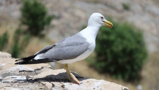 8 yaşındaki kızın, susuz kalan martı yavrusunu kurtarma mücadelesi yüreklere dokundu
