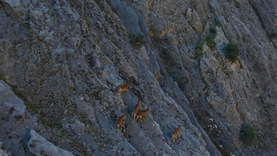 9 milyon yıllık kanyondaki dağ keçileri dron ile görüntülendi