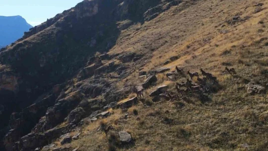 9 milyon yıllık kanyondaki dağ keçileri dron ile görüntülendi