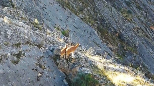 9 milyon yıllık kanyondaki dağ keçileri dron ile görüntülendi