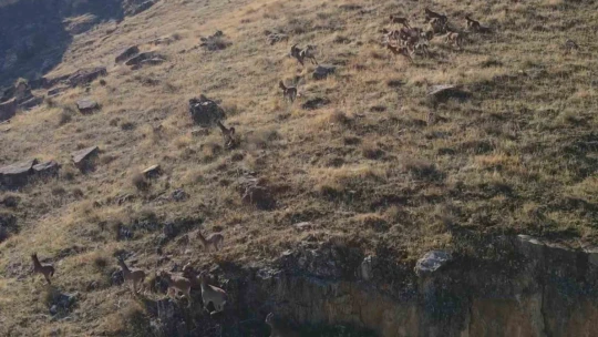 9 milyon yıllık kanyondaki dağ keçileri dron ile görüntülendi