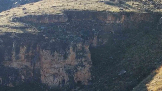 9 milyon yıllık kanyondaki dağ keçileri dron ile görüntülendi