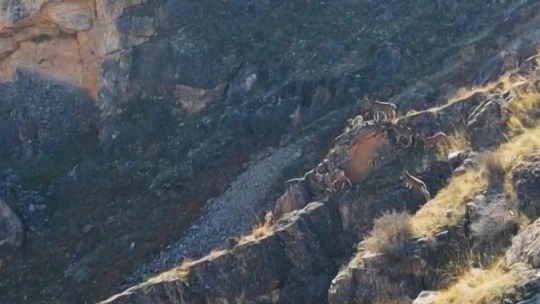9 milyon yıllık kanyondaki dağ keçileri dron ile görüntülendi