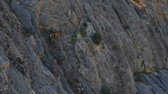 9 milyon yıllık kanyondaki dağ keçileri dron ile görüntülendi