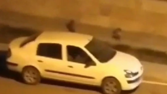 Aç kalan tilkiler yiyecek bulmak için şehre indi