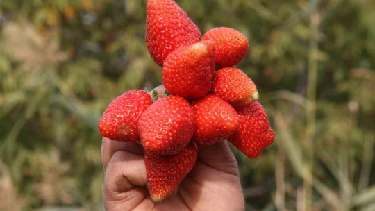 Açık alanda son hasat: Kilosu 50 liradan alıcı buluyor