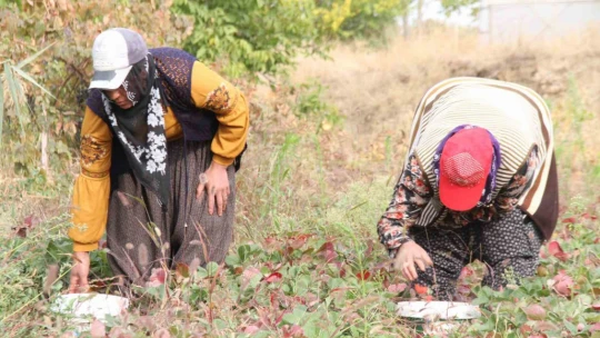 Açık alanda son hasat: Kilosu 50 liradan alıcı buluyor