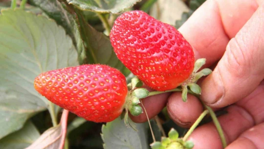 Açık alanda son hasat: Kilosu 50 liradan alıcı buluyor