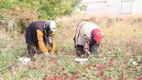 Açık alanda son hasat: Kilosu 50 liradan alıcı buluyor