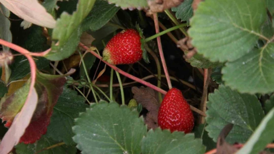Açık alanda son hasat: Kilosu 50 liradan alıcı buluyor