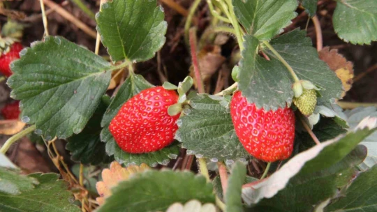 Açık alanda son hasat: Kilosu 50 liradan alıcı buluyor