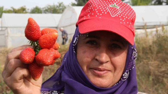 Açık alanda son hasat: Kilosu 50 liradan alıcı buluyor