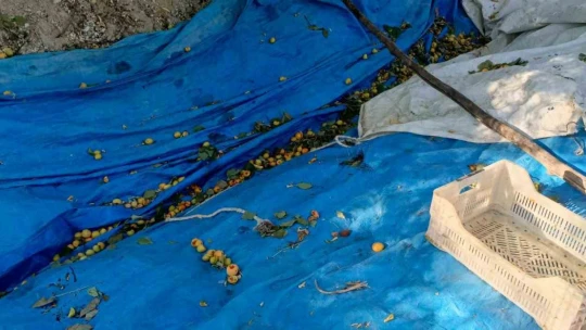 Ağaçlara ağaçkakanlar dadandı, kayısılar çöp oldu