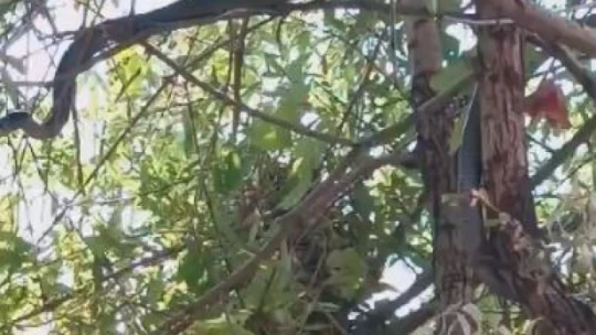 Ağaçta kuş avına çıkan 3 metrelik yılan görüntülendi