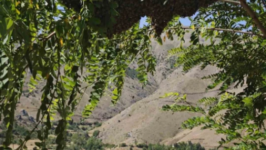 Ağaçta oğul veren bal arılarını elleriyle topladı
