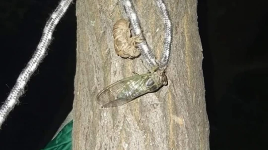 Ağustos böceğinin kabuk değiştirme anı görüntülendi