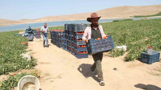 Aracılara isyan eden tarla sahibi halka seslendi, 'Gelin tarladan 4 liraya alın'