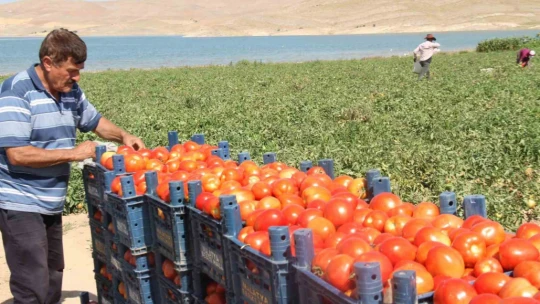 Aracılara isyan eden tarla sahibi halka seslendi, 'Gelin tarladan 4 liraya alın'