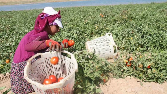 Aracılara isyan eden tarla sahibi halka seslendi, 'Gelin tarladan 4 liraya alın'