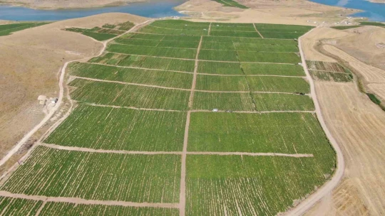 Aracılara isyan eden tarla sahibi halka seslendi, 'Gelin tarladan 4 liraya alın'