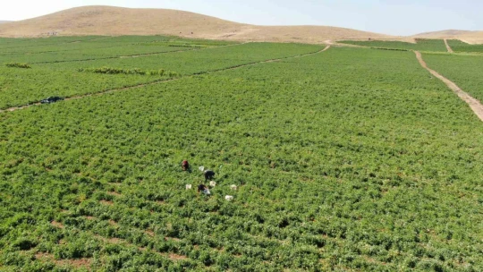 Aracılara isyan eden tarla sahibi halka seslendi, 'Gelin tarladan 4 liraya alın'