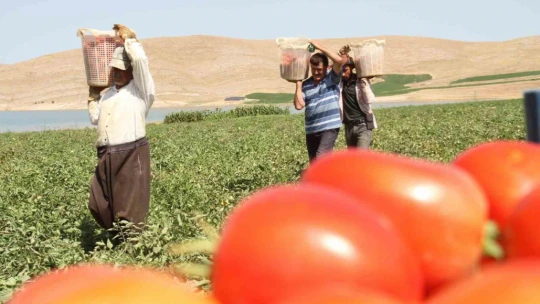 Aracılara isyan eden tarla sahibi halka seslendi, 'Gelin tarladan 4 liraya alın'